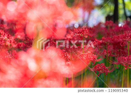 Saitama Prefecture: A carpet of red spider lilies at Kinchakuda Manjushage Park 119095340