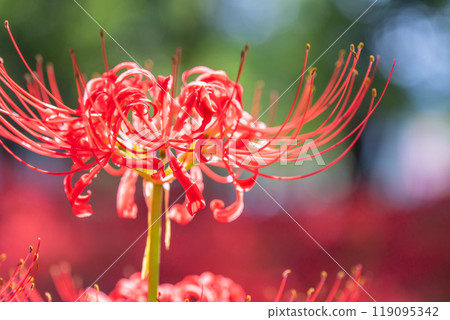 Saitama Prefecture: A carpet of red spider lilies at Kinchakuda Manjushage Park Saitama Prefecture: A carpet of red spider lilies at Kinchakuda Manjushage Park 119095342