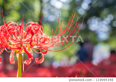 [埼玉縣] 紅蜘蛛百合地毯/金澤田文殊沙卡公園 119095348