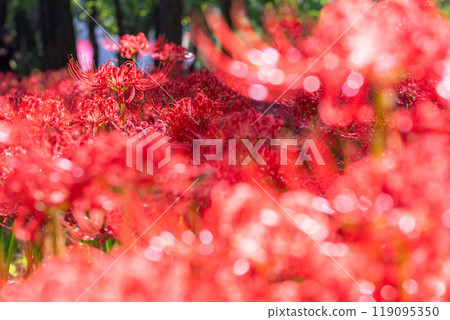 Saitama Prefecture: A carpet of red spider lilies at Kinchakuda Manjushage Park 119095350