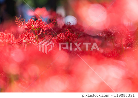 Saitama Prefecture: A carpet of red spider lilies at Kinchakuda Manjushage Park 119095351