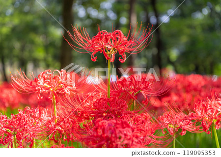 Saitama Prefecture: A carpet of red spider lilies at Kinchakuda Manjushage Park 119095353