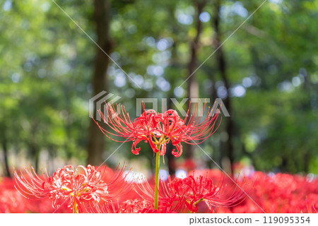 [埼玉縣] 紅蜘蛛百合地毯/金澤田文殊沙卡公園 119095354