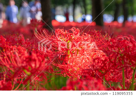 [埼玉縣] 紅蜘蛛百合地毯/金澤田文殊沙卡公園 119095355