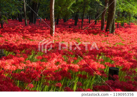[埼玉縣] 紅蜘蛛百合地毯/金澤田文殊沙卡公園 119095356