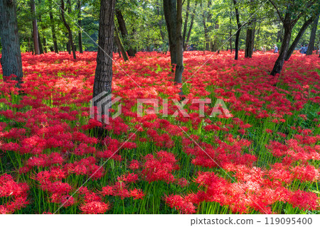 Saitama Prefecture: A carpet of red spider lilies at Kinchakuda Manjushage Park 119095400