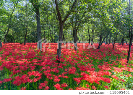 Saitama Prefecture: A carpet of red spider lilies at Kinchakuda Manjushage Park Saitama Prefecture: A carpet of red spider lilies at Kinchakuda Manjushage Park 119095401