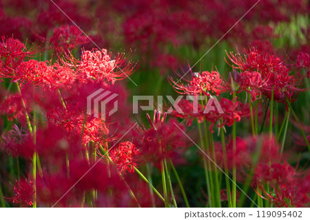 Saitama Prefecture: A carpet of red spider lilies at Kinchakuda Manjushage Park 119095402