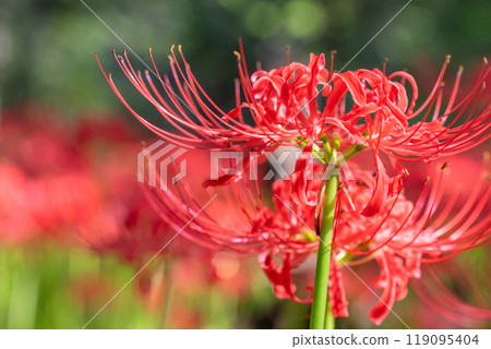 Saitama Prefecture: A carpet of red spider lilies at Kinchakuda Manjushage Park 119095404