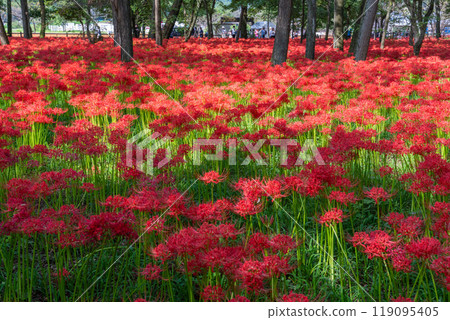 Saitama Prefecture: A carpet of red spider lilies at Kinchakuda Manjushage Park 119095405