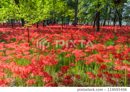 Saitama Prefecture: A carpet of red spider lilies at Kinchakuda Manjushage Park 119095406