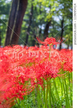 Saitama Prefecture: A carpet of red spider lilies at Kinchakuda Manjushage Park 119095414