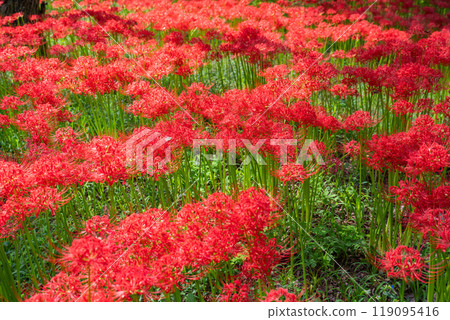 Saitama Prefecture: A carpet of red spider lilies at Kinchakuda Manjushage Park 119095416