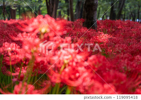 Saitama Prefecture: A carpet of red spider lilies at Kinchakuda Manjushage Park 119095418