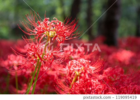 Saitama Prefecture: A carpet of red spider lilies at Kinchakuda Manjushage Park 119095419