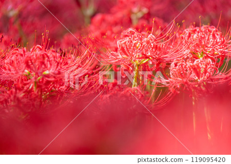 Saitama Prefecture: A carpet of red spider lilies at Kinchakuda Manjushage Park 119095420