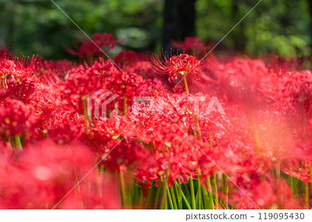 Saitama Prefecture: A carpet of red spider lilies at Kinchakuda Manjushage Park 119095430