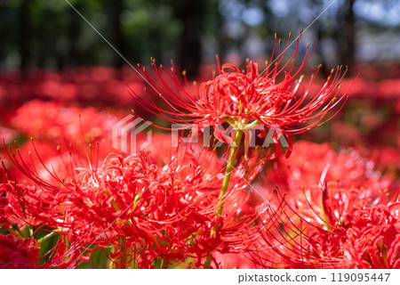 Saitama Prefecture: A carpet of red spider lilies at Kinchakuda Manjushage Park Saitama Prefecture: A carpet of red spider lilies at Kinchakuda Manjushage Park 119095447