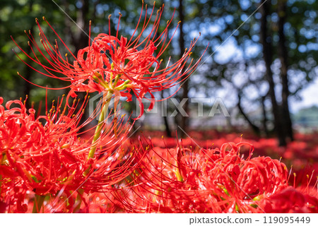 Saitama Prefecture: A carpet of red spider lilies at Kinchakuda Manjushage Park 119095449