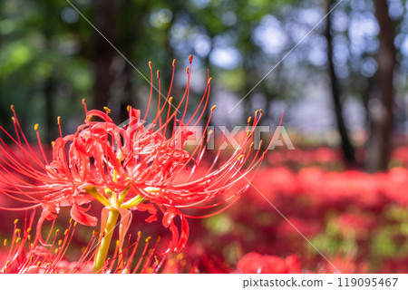 [埼玉縣] 紅蜘蛛百合地毯/金澤田文殊沙卡公園 119095467