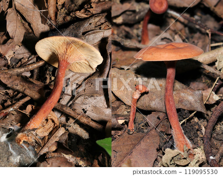 一組紅棕色菌蓋和菌柄的立岳屬蘑菇的正面和背面影像（自然光+閃光燈，微距特寫攝影） 119095530