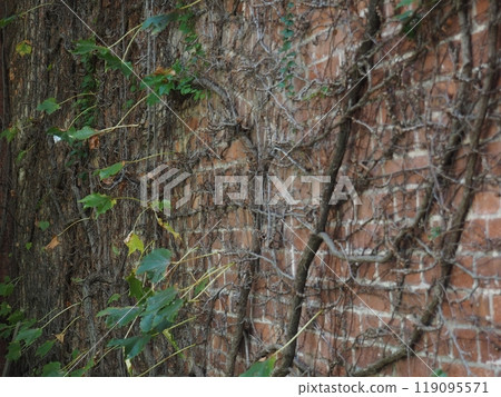 Ivy creeping on the wall Ivy creeping on the wall 119095571