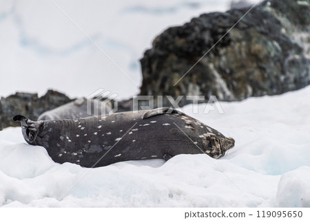 Weddell Seal resting on ice 119095650