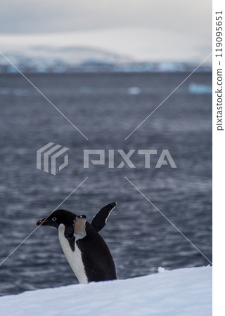 Adelie Penguin standing on an iceberg 119095651