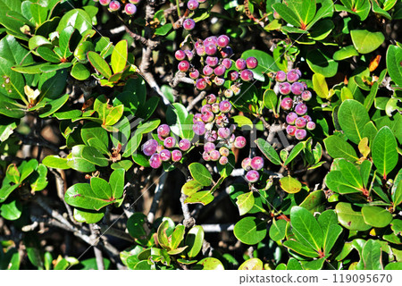 Red Rhaphiolepis umbellata fruit (autumn, October) Red Rhaphiolepis umbellata fruit (autumn, October) 119095670