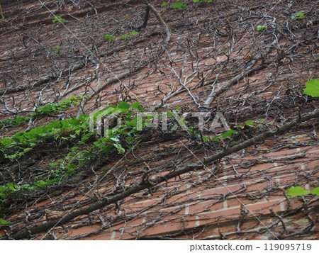 Ivy creeping on the wall 119095719