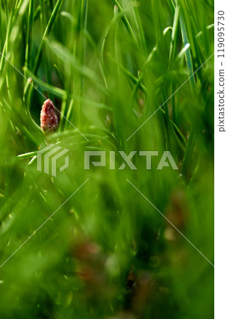 Summer season abstract blurred green grass background. Blades of grass close up. Summer season abstract blurred green grass background. Blades of grass close up. 119095730