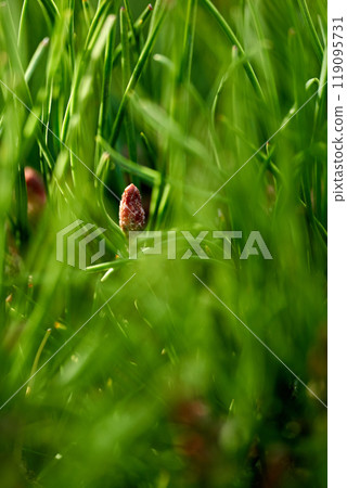 Summer season abstract blurred green grass background. Blades of grass close up. 119095731