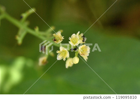 Female flower of Aotsuzurufuji 119095810