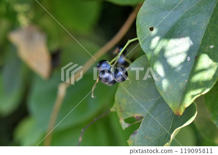 Fruit of Aotutsurafuji 119095811