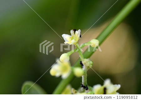Female flower of Aotsuzurufuji 119095812