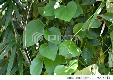 Leaves of Green-tailed Fuji 119095813