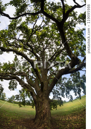 the crown of an oak tree 119095986
