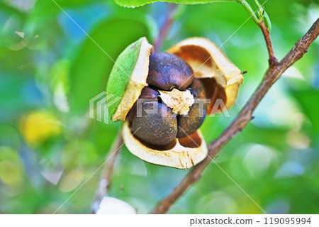 Camellia seeds (autumn, October) 119095994