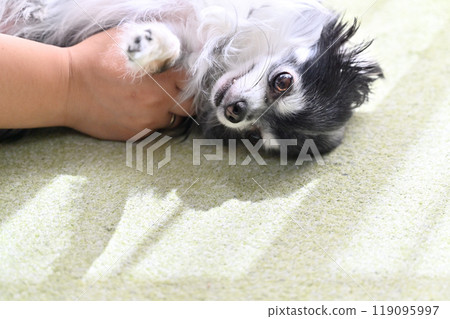 Chihuahua playing happily with its owner Chihuahua playing happily with its owner 119095997