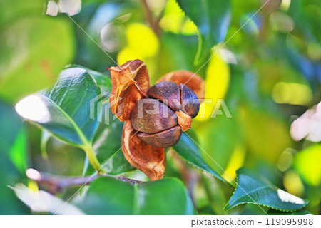 Camellia seeds (autumn, October) 119095998
