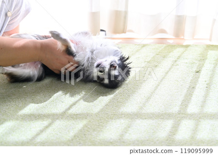 Chihuahua playing happily with its owner 119095999