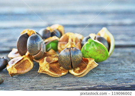 Camellia seeds (autumn, October) 119096002