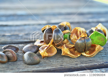 山茶花種子（秋季、十月） 119096004