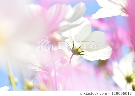 白色波斯菊花的特寫,花的模糊 白色波斯菊花的特寫,花的模糊 119096012