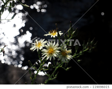 Lactuca autumna bathed in autumn sunlight (Autumn wild mustard at the edge of an irrigation canal) 119096015