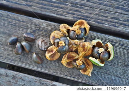 山茶花種子（秋季、十月） 119096047