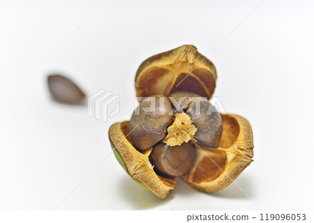 Camellia seeds (autumn, October) Camellia seeds (autumn, October) 119096053