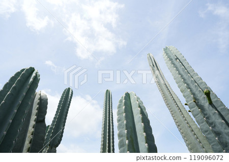 Cereus jamacaru, mandacaru, cardeiro cactus under blue sky Cereus jamacaru, mandacaru, cardeiro cactus under blue sky 119096072