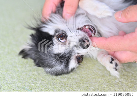 A man's dog bites his finger while petting its face A man's dog bites his finger while petting its face 119096095