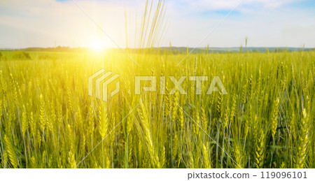 Green wheat field and colorful sunrise. 119096101